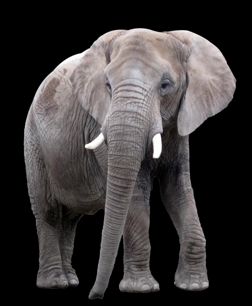 African-Elephant-PNG-Image