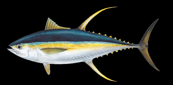 Ahi-Tuna-PNG-Pic