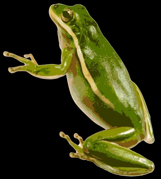 American-Green-Tree-Frog-PNG