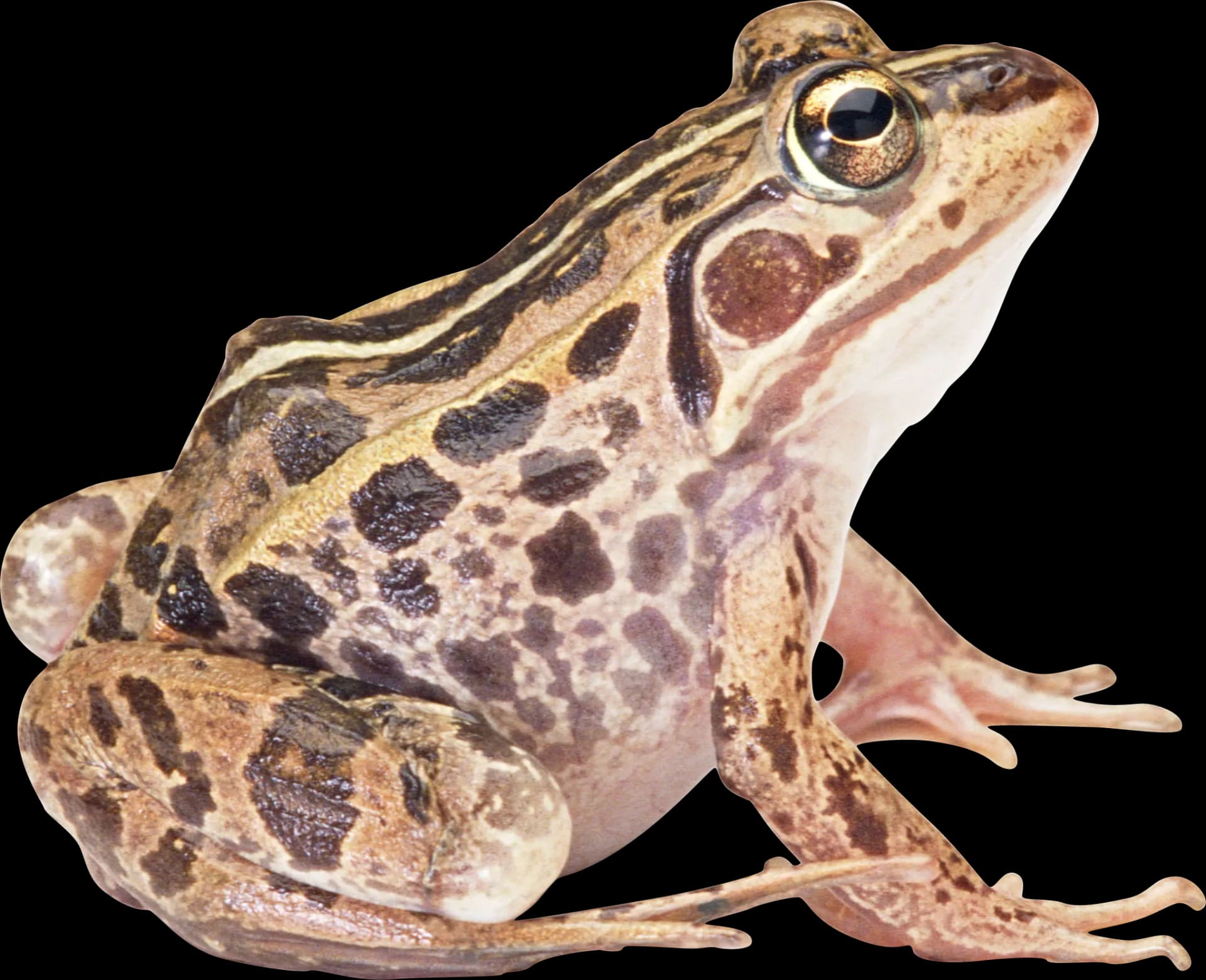 Amphibian, Toad, Salamander, Reptile, Cold-Blooded PNG