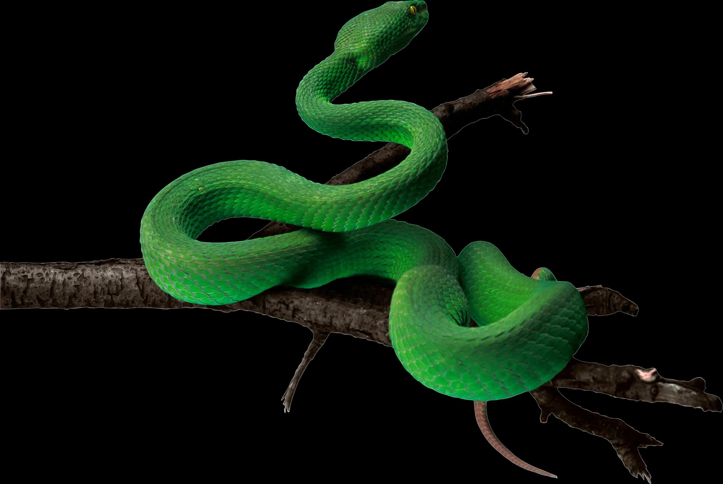 Anaconda-PNG-Pic