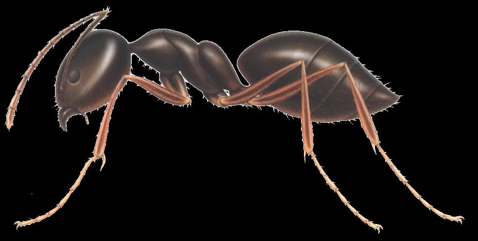 Ant, Queen, Nature, Wings, Insect PNG