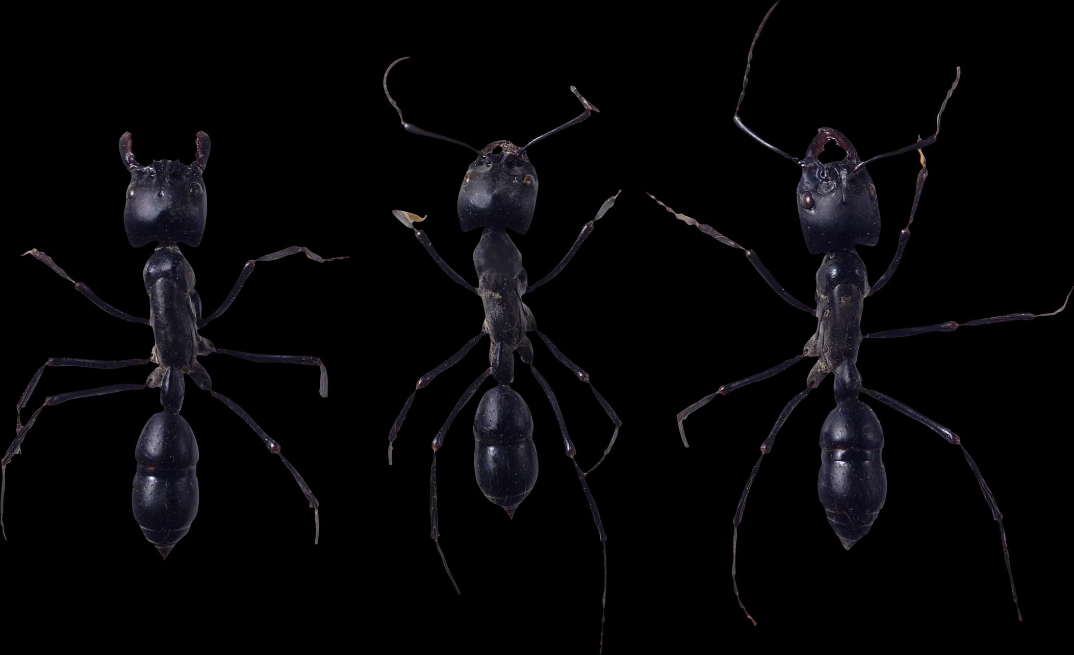 Ants-PNG-Isolated-Clipart