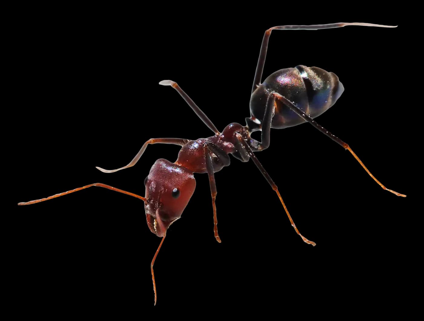 Ants-PNG-Isolated-Pic