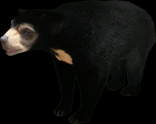 Asian-Black-Bear-PNG-Clipart