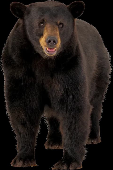 Asian Black Bear, Diet, Mammal, Distribution, Behavior PNG