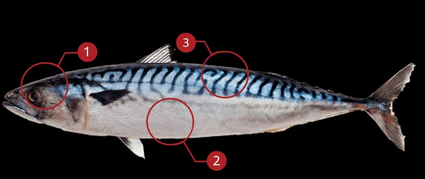 Atlantic-Mackerel-PNG-Isolated-Image