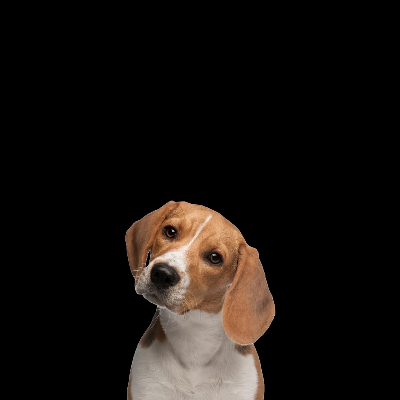 Beagle-PNG-Clipart