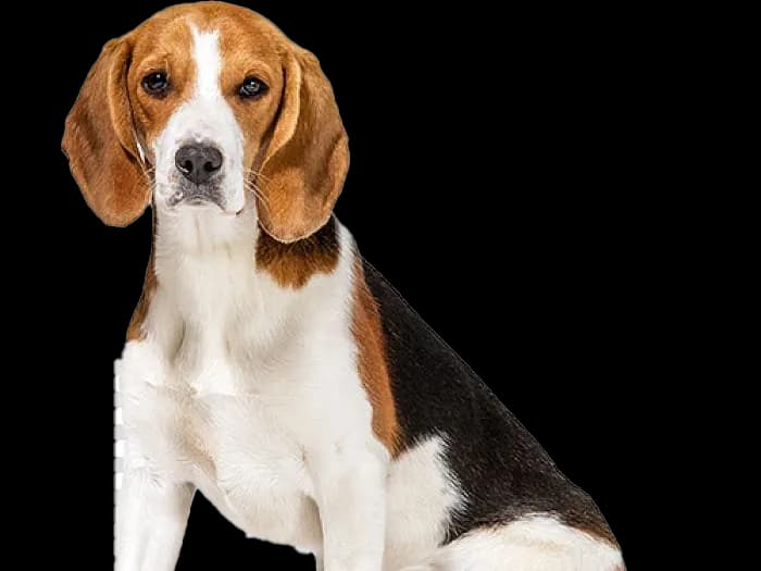 Beagle-PNG-File
