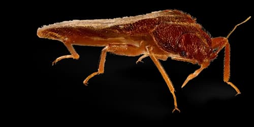 Bed-Bug-PNG-HD