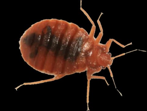 Bed-Bugs-PNG-Photo