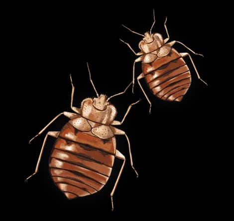 Bed Bugss, Extermination, Prevention, Detection, Infestation PNG