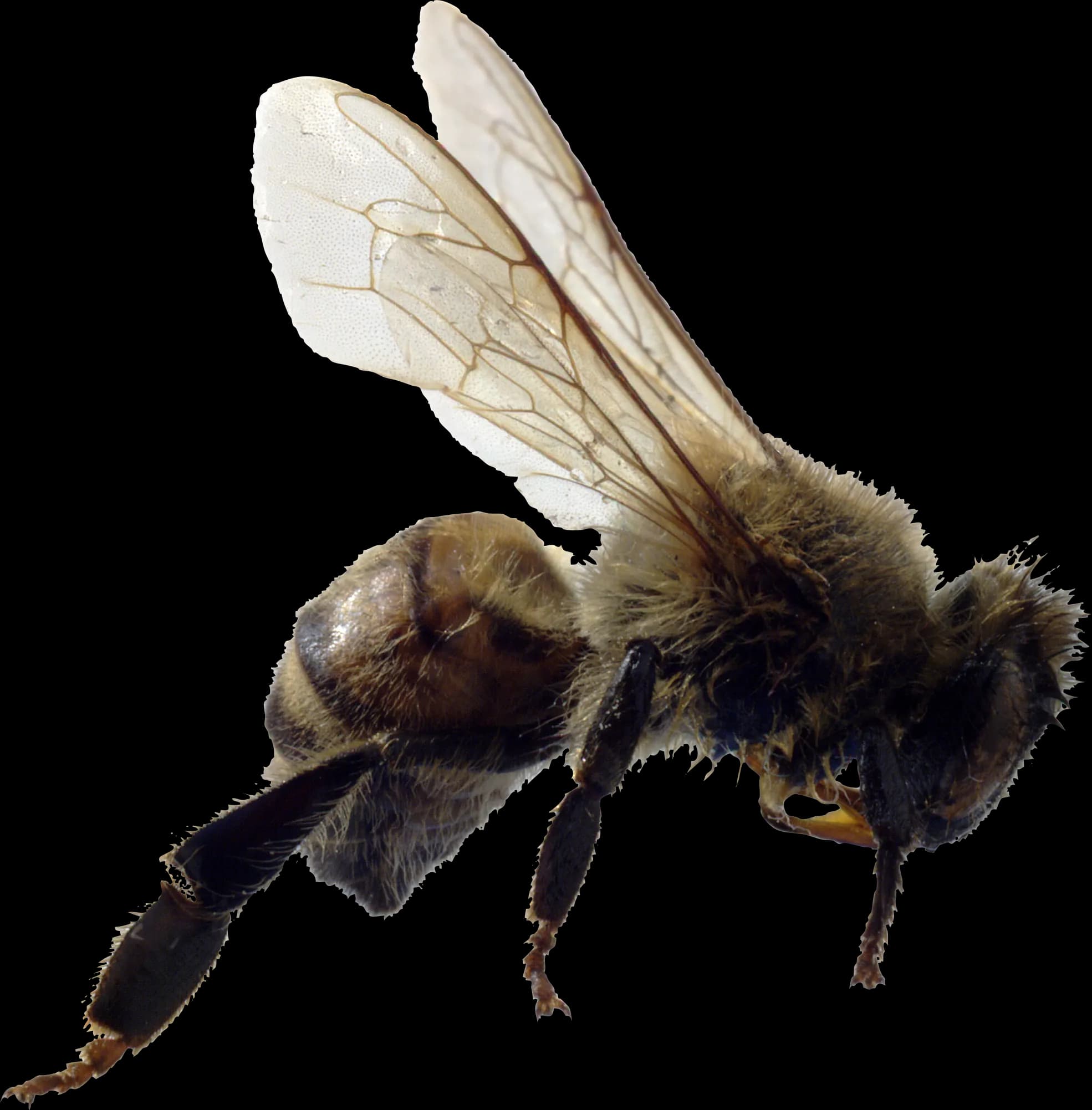 Bee-PNG-File