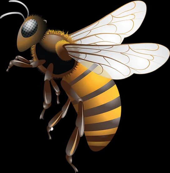 Bee, Buzz, Colony, Hive, Wings PNG
