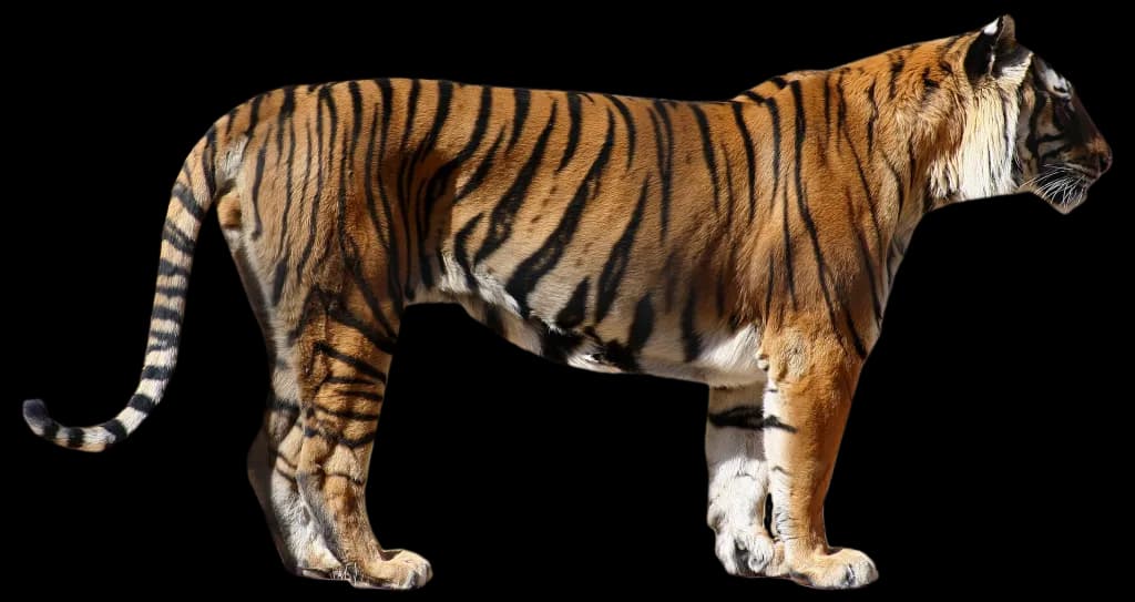 Bengal Tiger, Predator, Asia, Wildcat, Habitat PNG