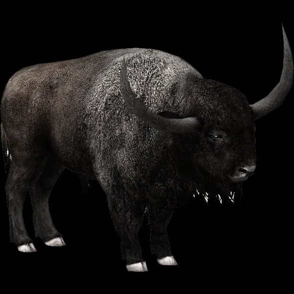 Bison, American, Prairie, Wildlife, Nature PNG