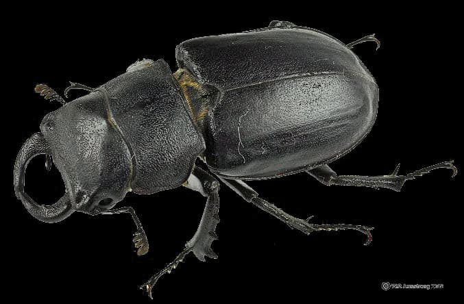Black-Beetle-PNG-Transparent-Picture