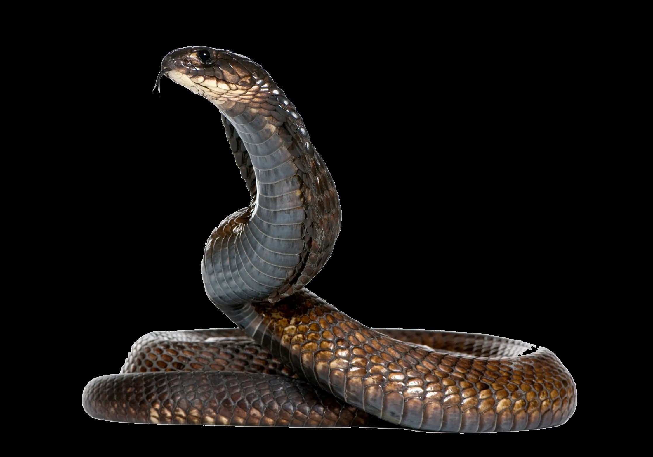 Black-Snake-PNG-Image