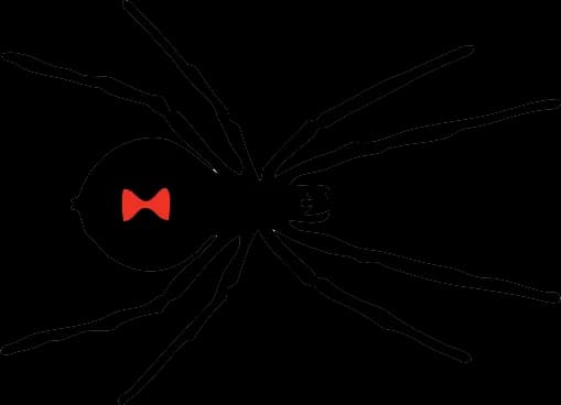 Black-Widow-Spider-PNG-Image