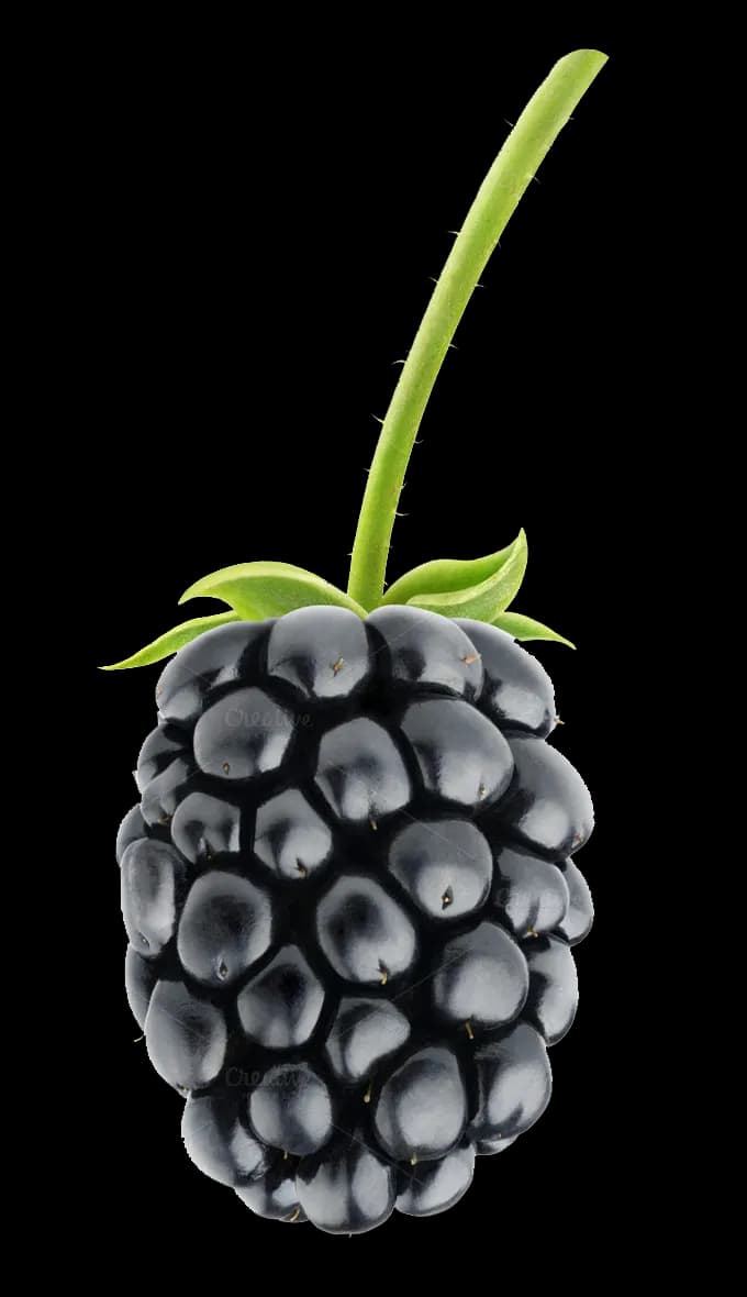 Blackberry-Fruit-PNG-Photos