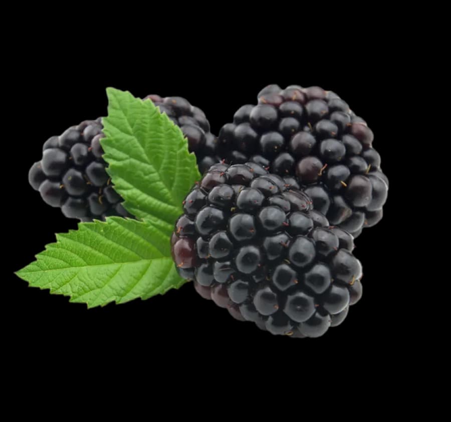 Blackberry-Fruit-PNG-Picture