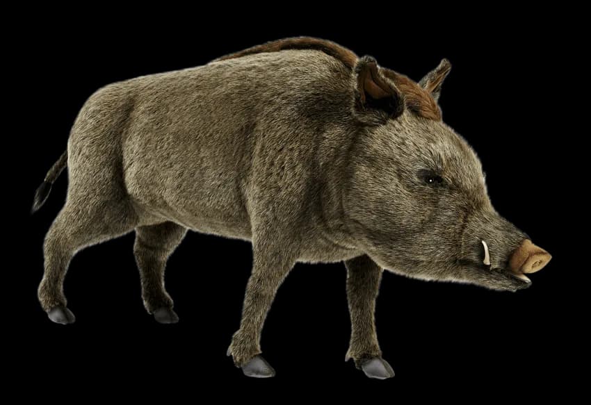 Boar-PNG-Isolated-File