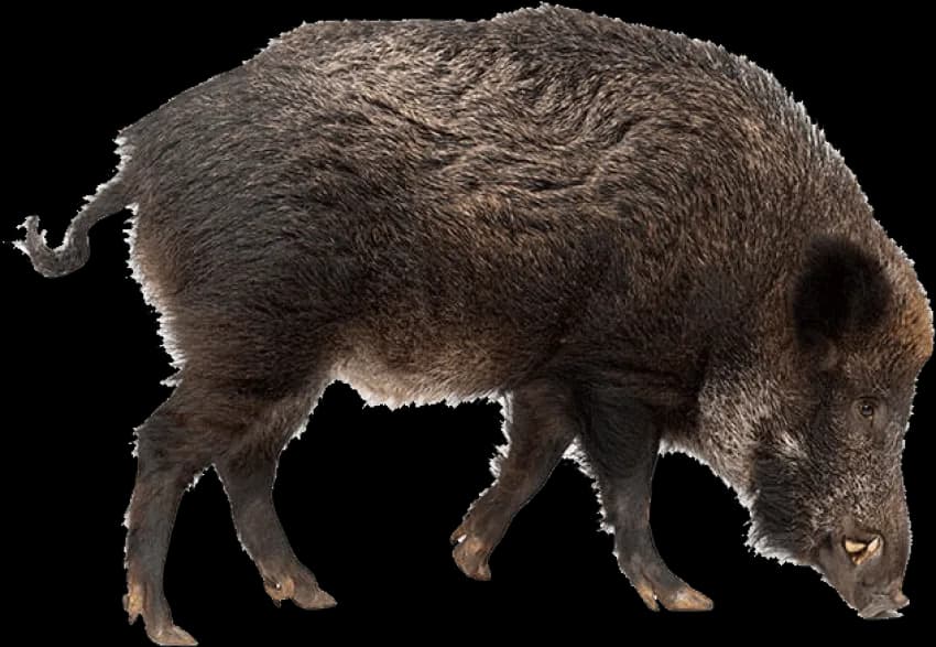 Boar-PNG-Photo