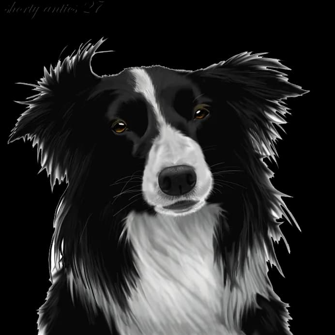 Border-Collie-PNG-Image