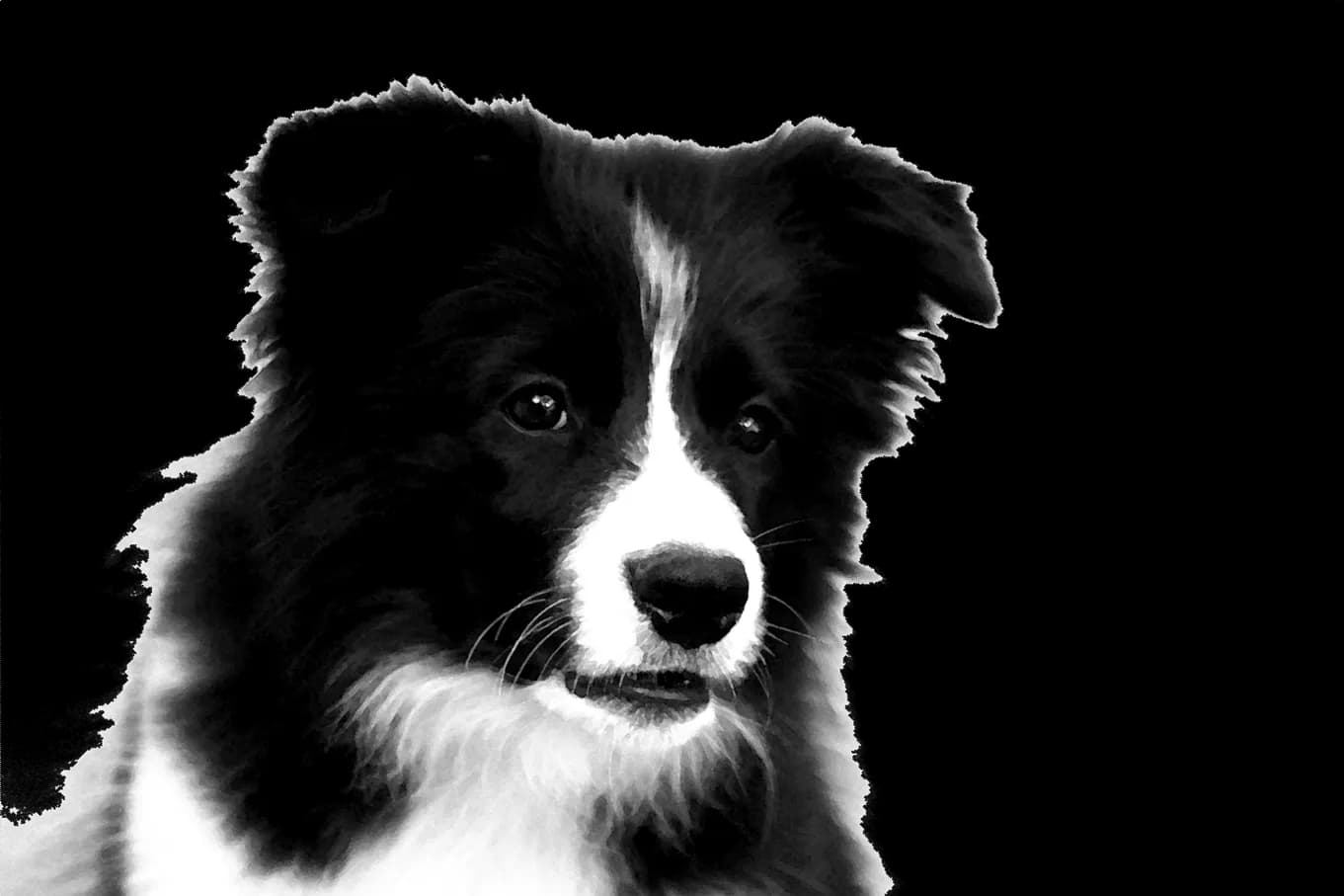 Border-Collie-PNG-Photos