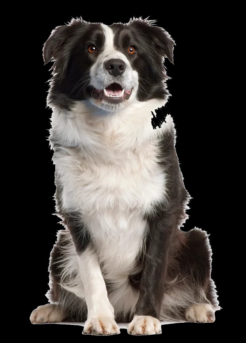 Border-Collie-PNG-Transparent-Image