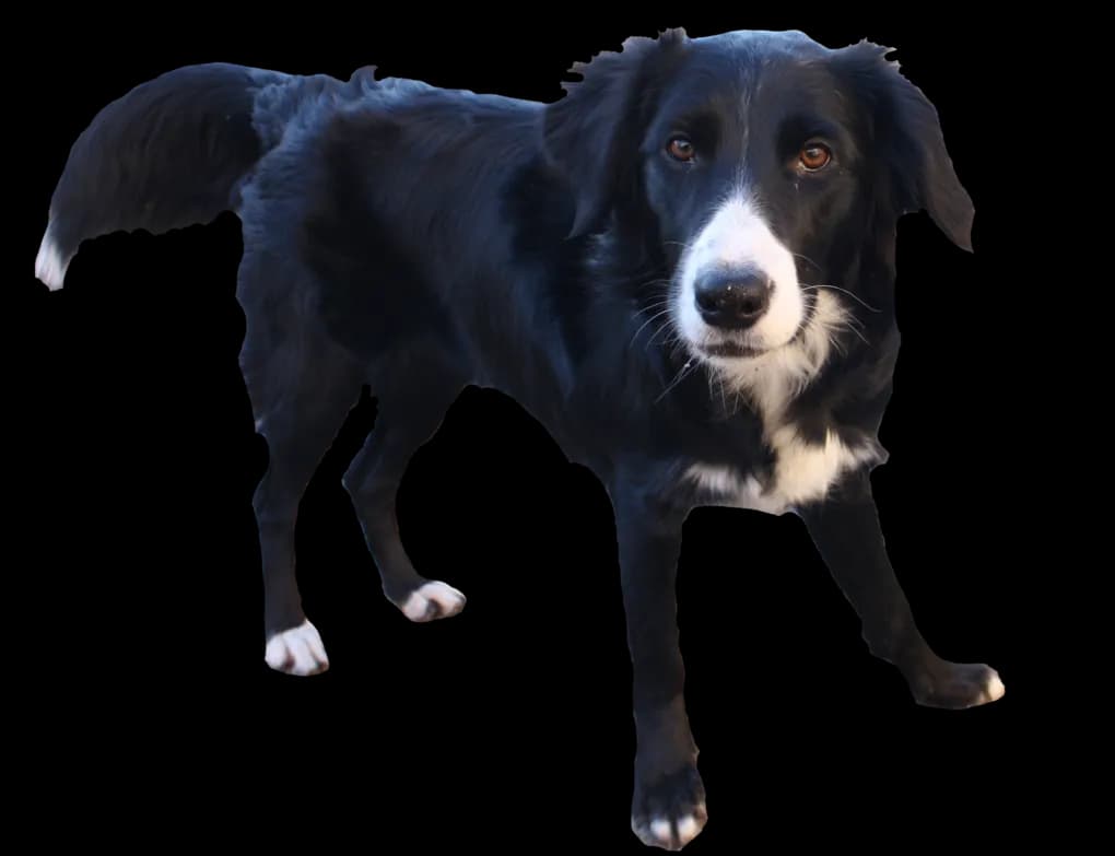 Border Collie Transparent Background