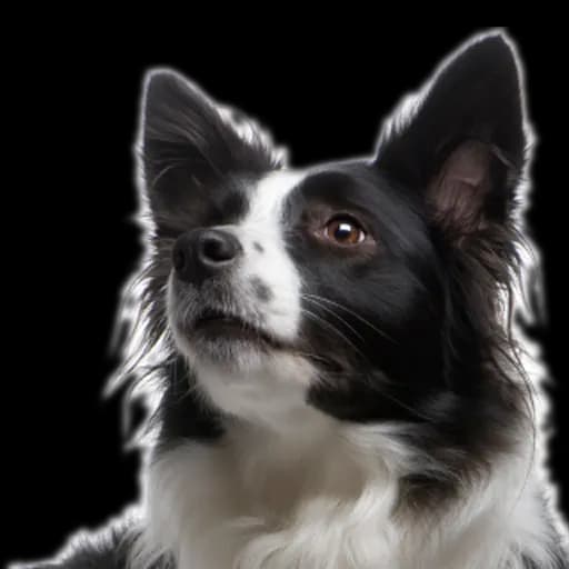 Border Collie Transparent PNG