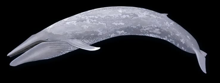 Bowhead-Whales-PNG-Pic