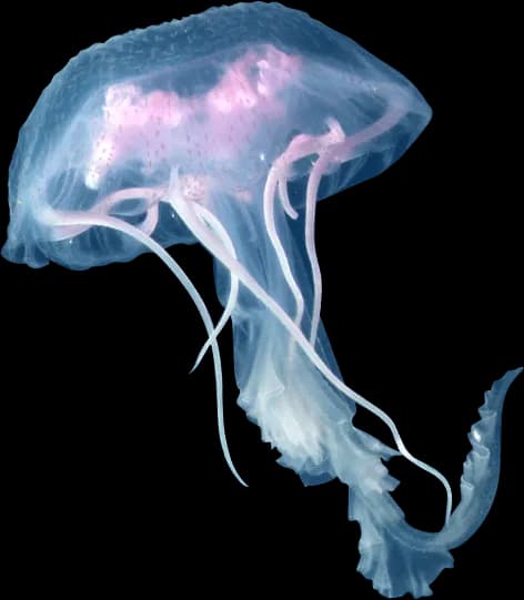Box-Jellyfish-PNG-Clipart