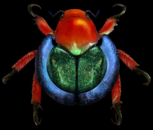Bug Beetle, Critter, Insect, Macro, Wildlife PNG