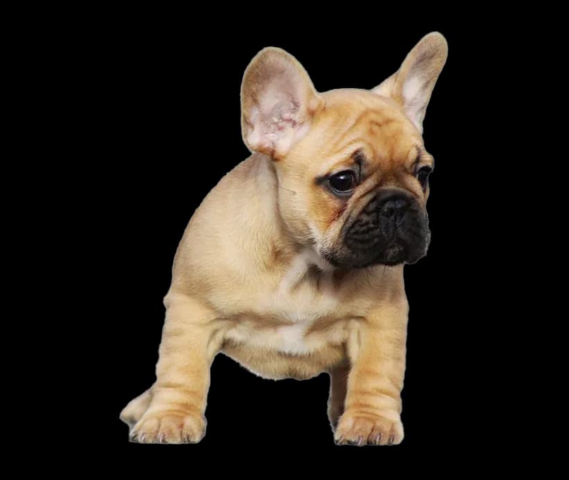 Bulldogs-PNG-HD-Isolated