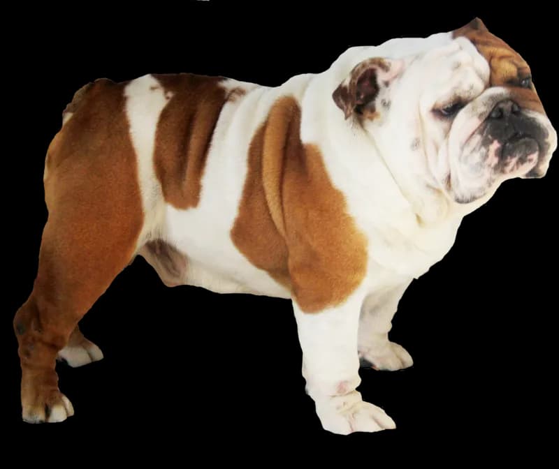 Bulldogs-PNG-Isolated-HD