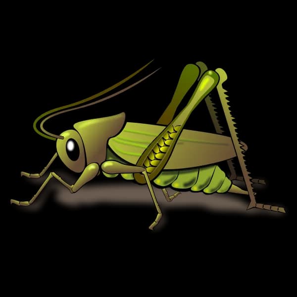 Bush-Crickets-PNG