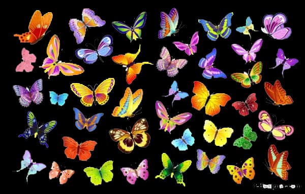 Butterflies Vector PNG File
