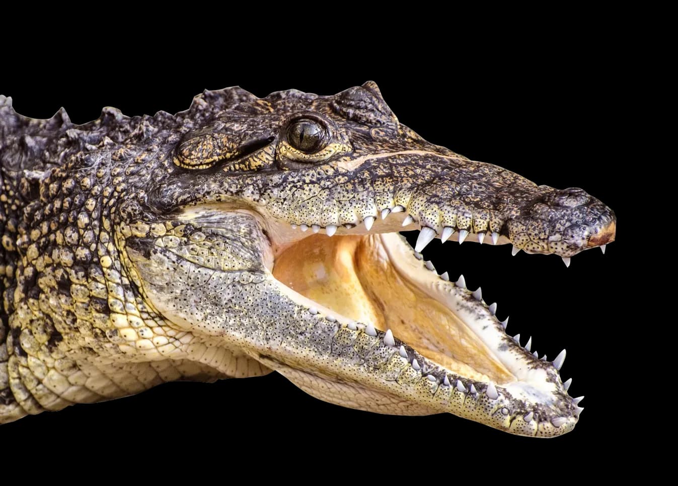 Caiman-PNG-Photo