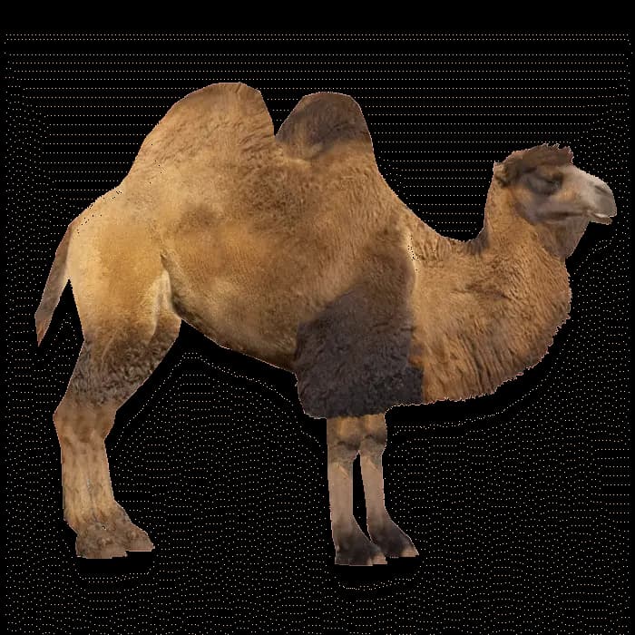 Camel-PNG-File