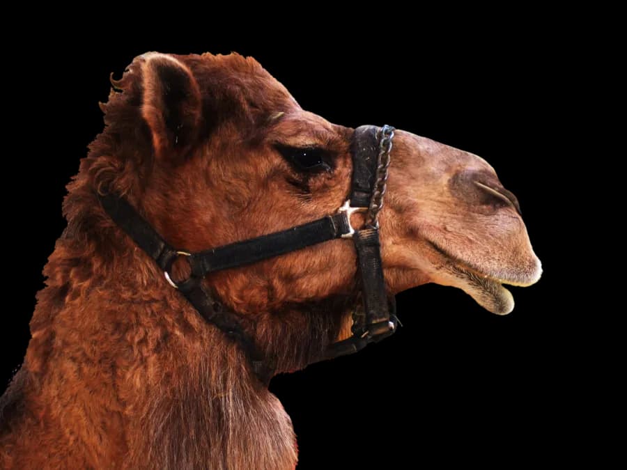 Camel-Transparent-Background
