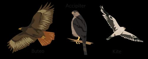 Casquehead-Lizard-PNG-Free-Download