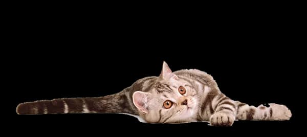 Cat Transparent Background