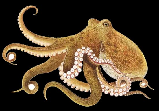Cephalopod, Intelligence, Marine, Habitat, Ocean PNG