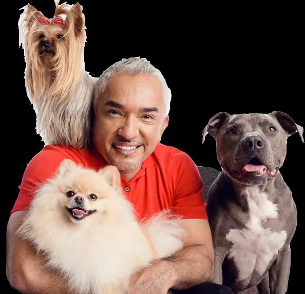 Cesar Millan, Animal Behaviorist, Pack Leader, Dog Trainer, Pet Care PNG