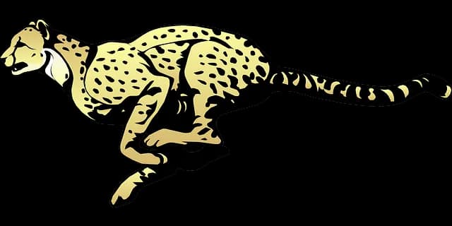 Cheetah-Transparent-PNG