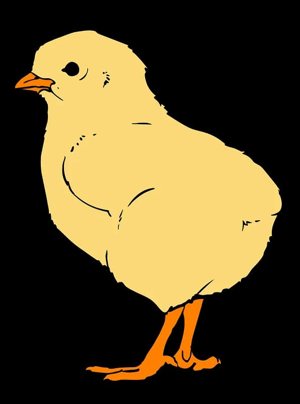 Chick-Cartoon-PNG-Clipart