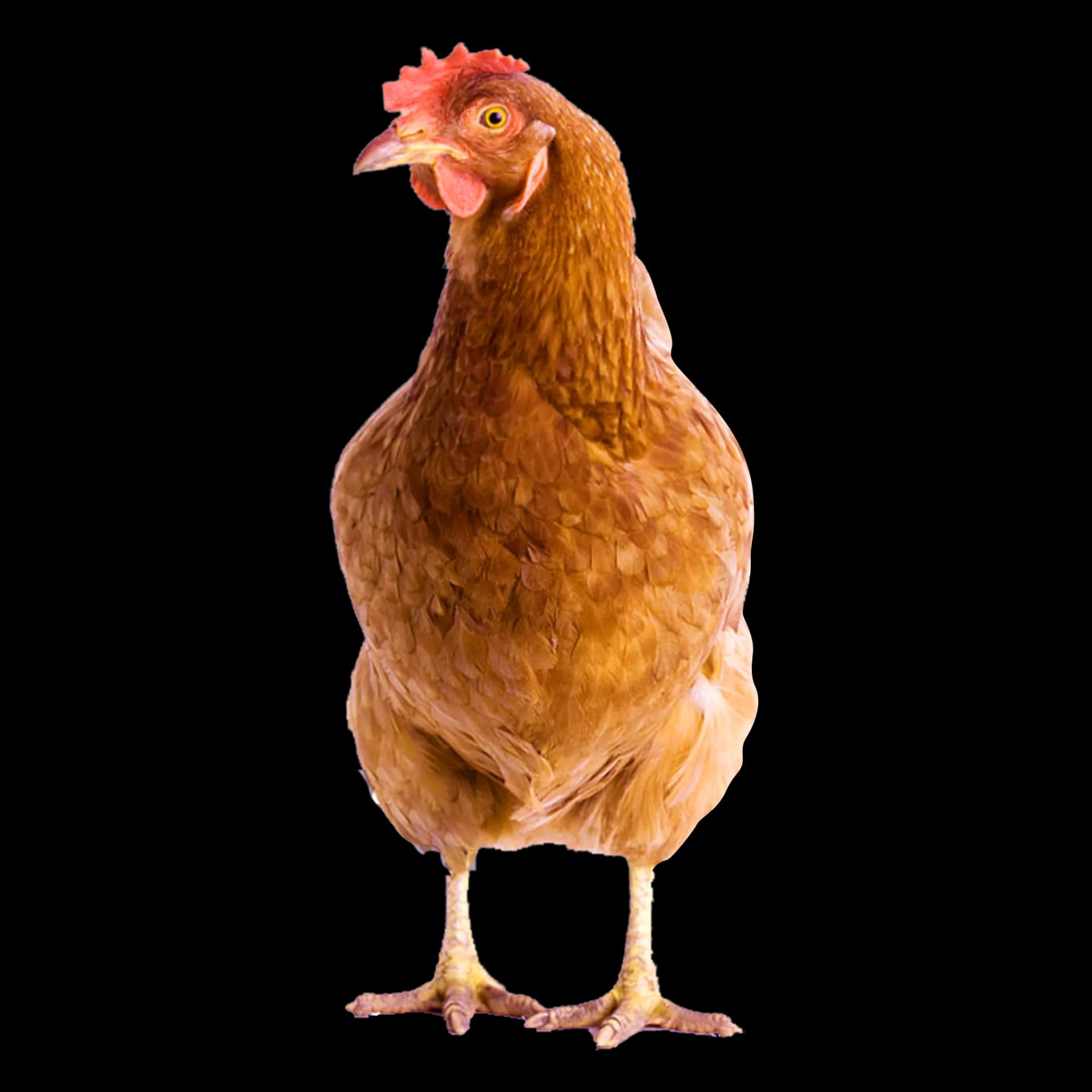 Chicken Bird, Avian Friend, Nesting Bird, Feathered Creature, Clucking Fowl PNG