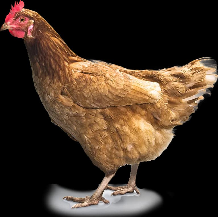 Chicken-Bird-PNG-Transparent